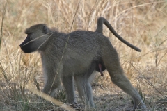 Baboons, Luangwa Valley, Zambia