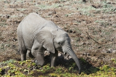 Elephant Plodding Through the Mud