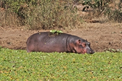 Hippo, wallowing