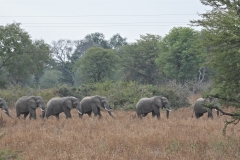 Another Herd of Elephants