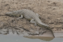 Crocodile, Luangwa River