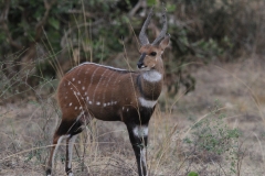 Bushbuck