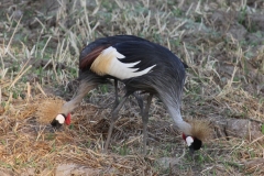 Double headed crested crane?