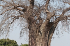 A Baobab 'upside down tree'